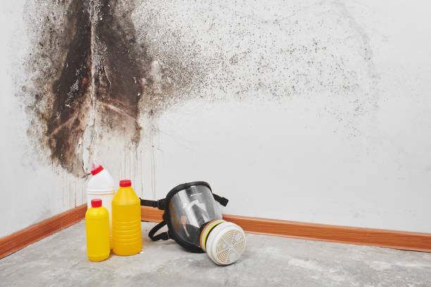 Reliable Finley, WA Mold Remediation Solutions