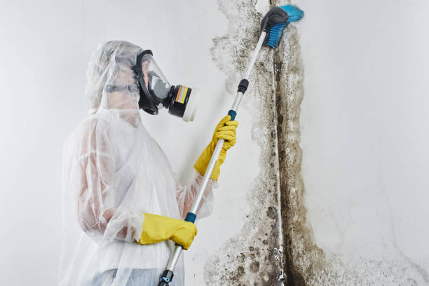 Best DIY Mold Remediation Support Services in Finley, WA