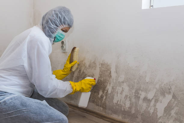 Best Post-Flood Mold Remediation in Finley, WA