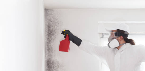 Best Residential Mold Remediation in Finley, WA