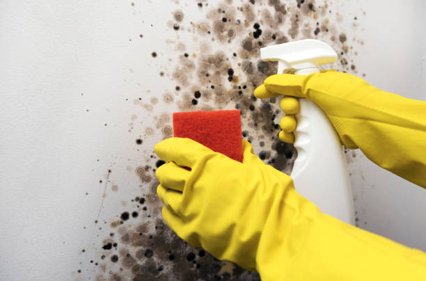 Best Mold Remediation for Specific Building Types in Finley, WA