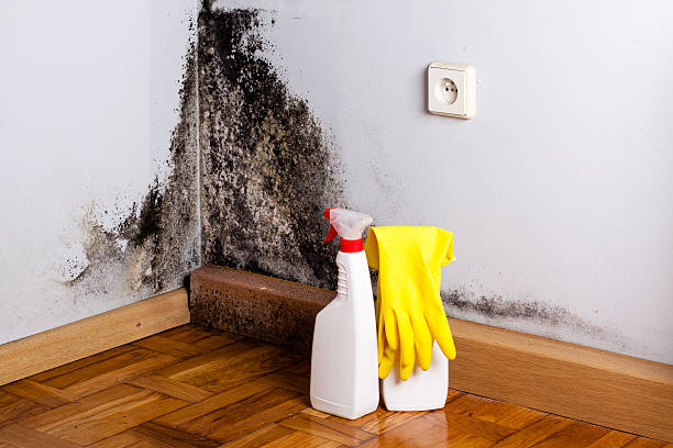 Best Industrial Mold Remediation in Finley, WA